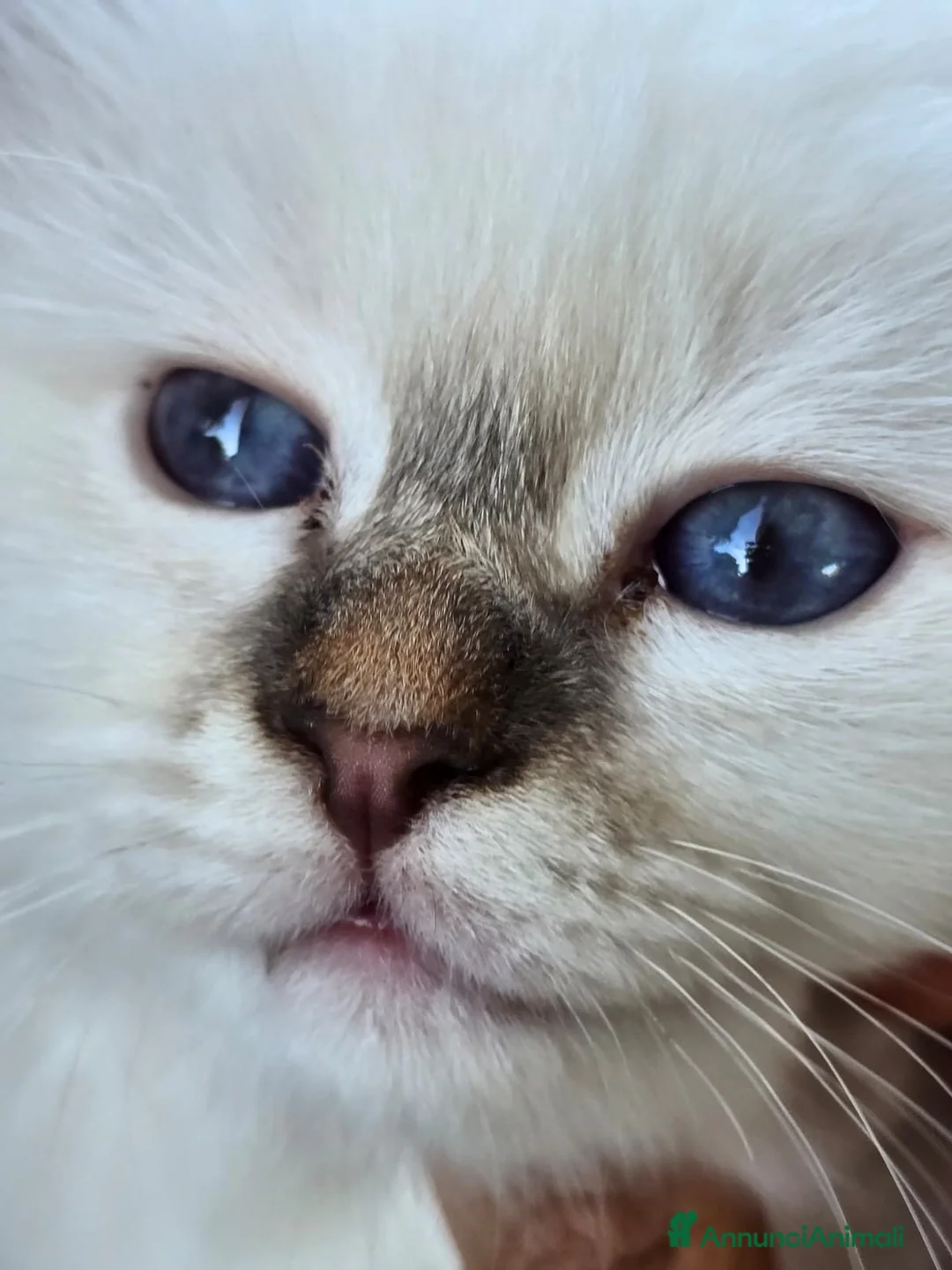 Sacro di Birmania gatti in vendita: CUCCIOLI SACRI DI BIRMANIA - Annuncio 1