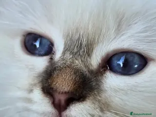 Sacro di Birmania gatti CUCCIOLI SACRI DI BIRMANIA - Annuncio 1