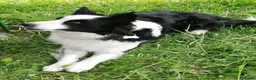 Border Collie cani in vendita: Cuccioli Border Collie  - Annuncio 2