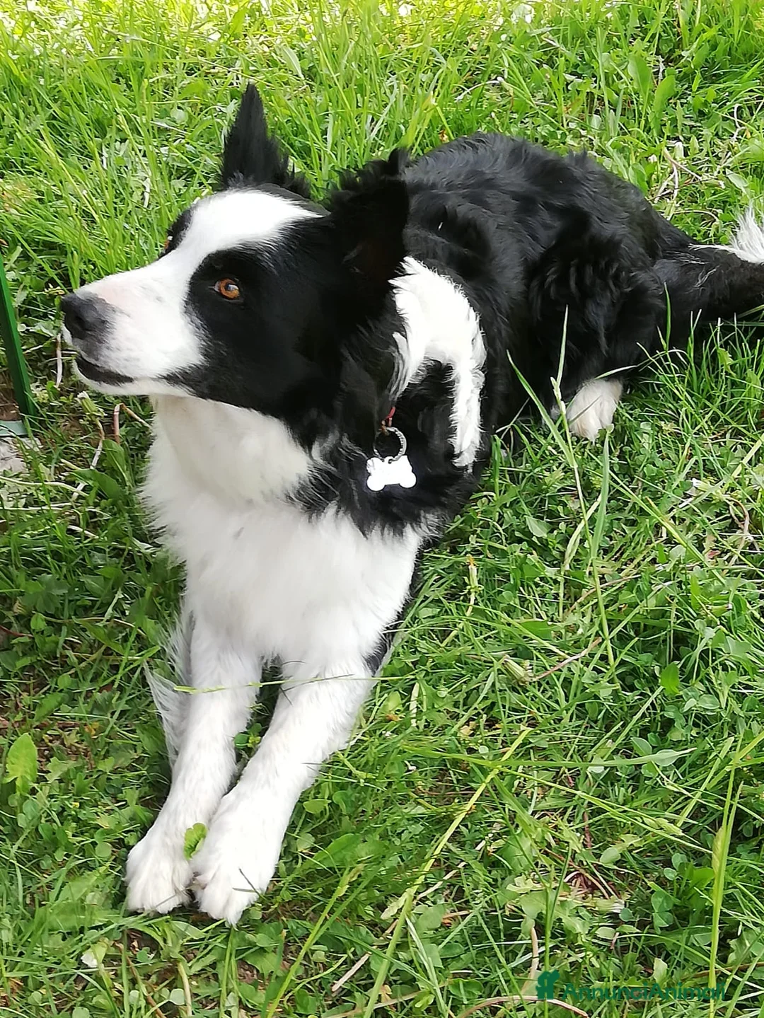 Border Collie cani in vendita: Cuccioli Border Collie  - Annuncio 2