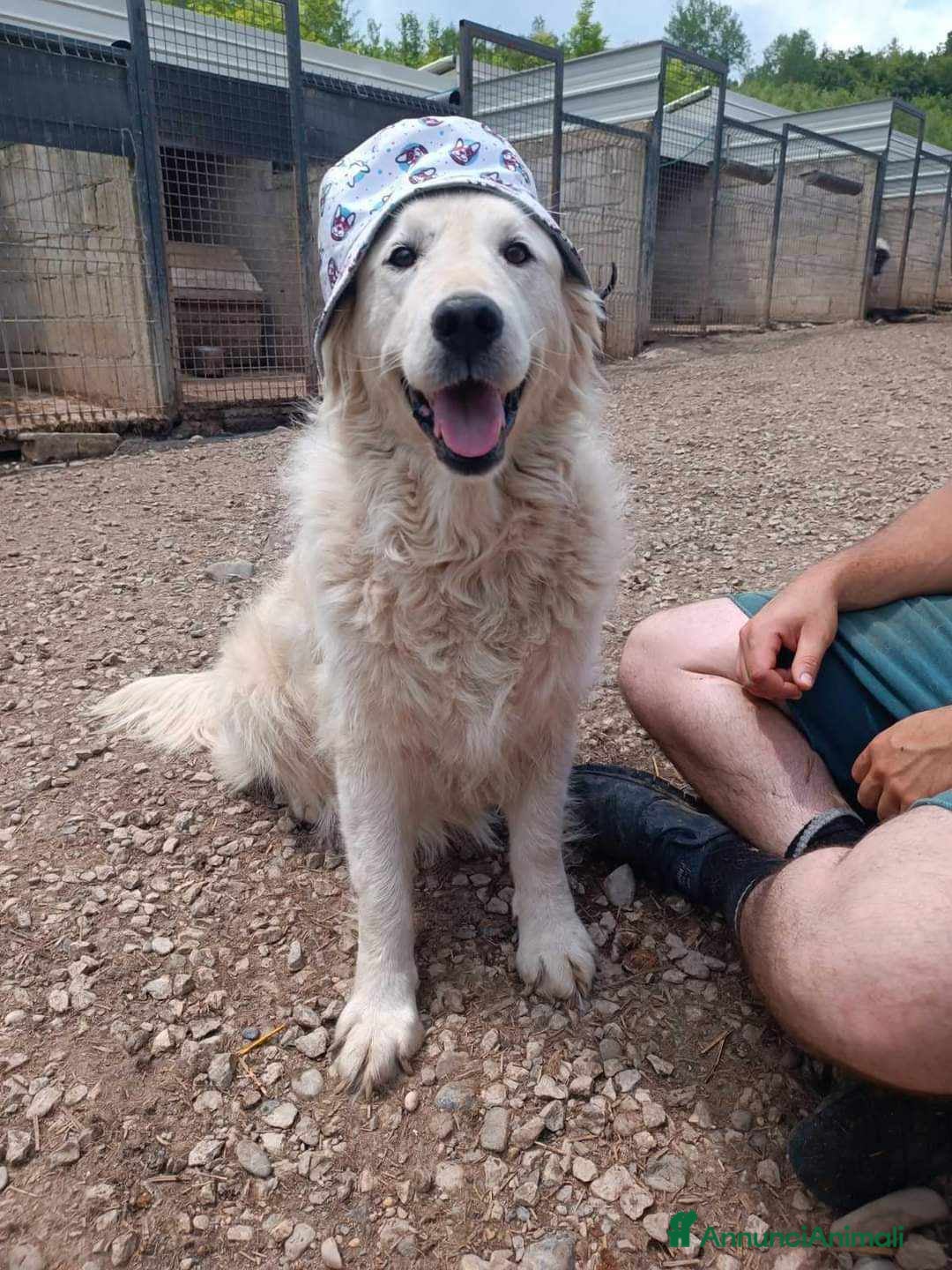 Meticcio cani in regalo: MARLEY, il gigante più buono di tutti - Annuncio 4