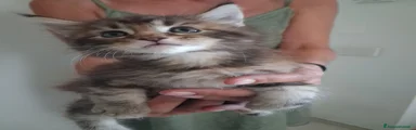 Maine Coon 4