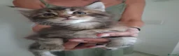 Maine Coon gatti in vendita: Maine Coon con Pedigree - Annuncio 26