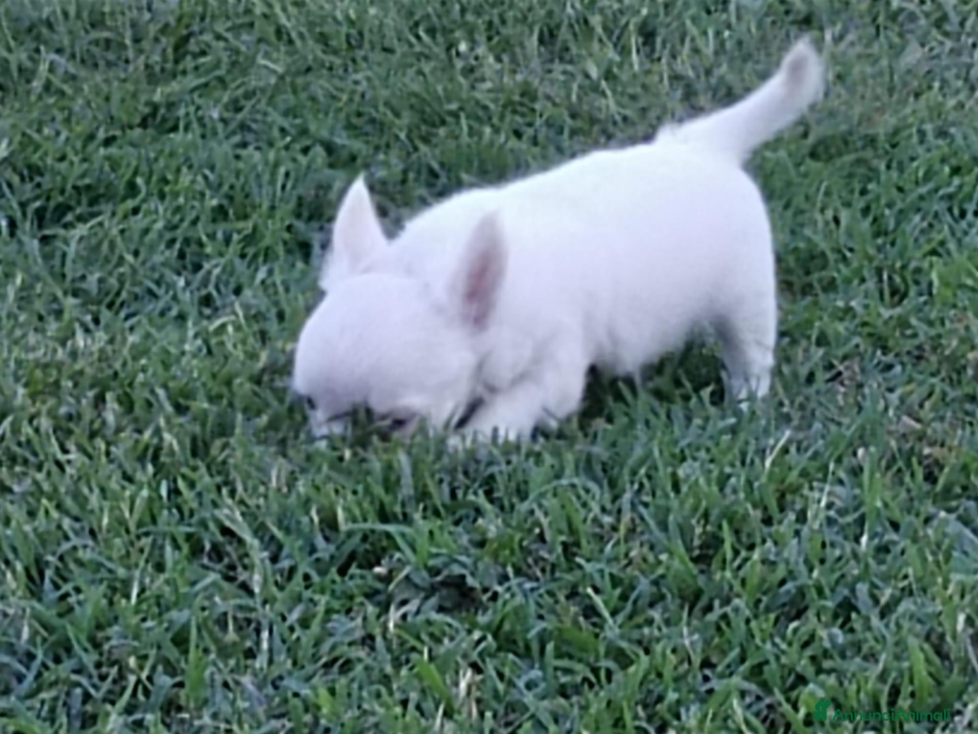 Chihuahua cani Chihuahua maschi - Annuncio 2