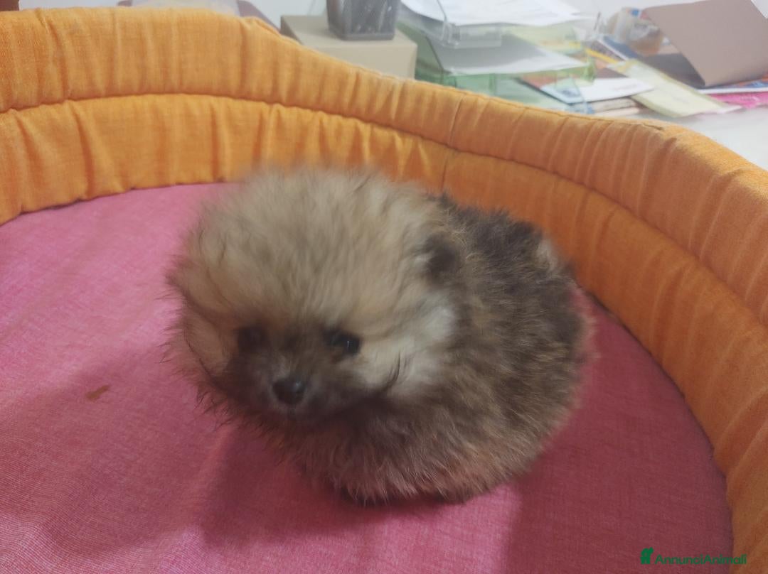 Spitz cani in vendita: SPITZ TEDESCO NANO - Annuncio 2