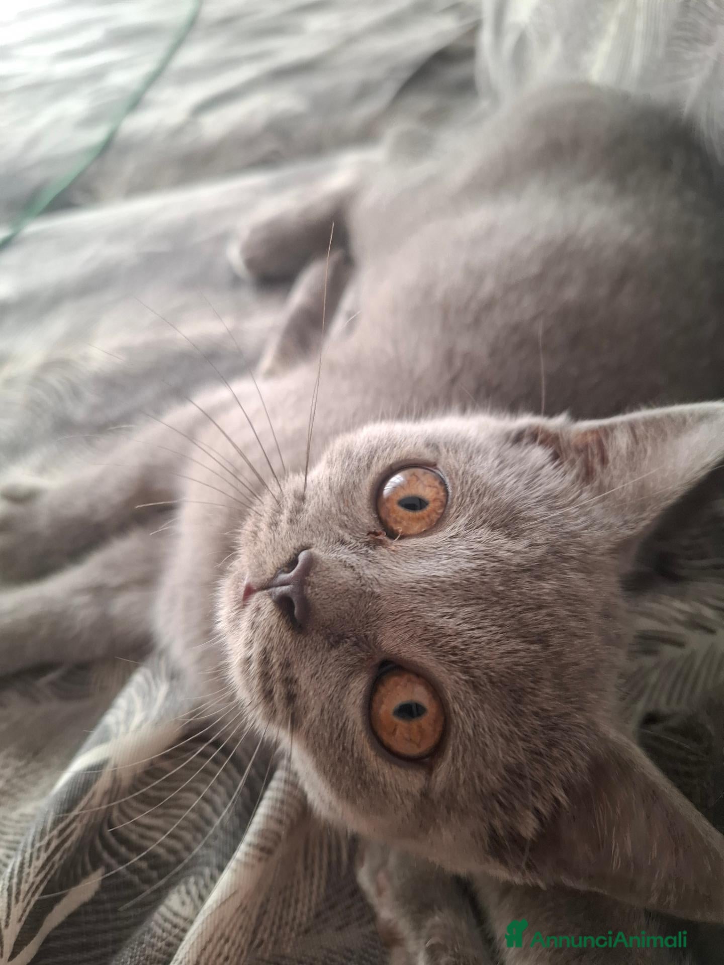British gatti Cucciolo British Shorthair  - Annuncio 15
