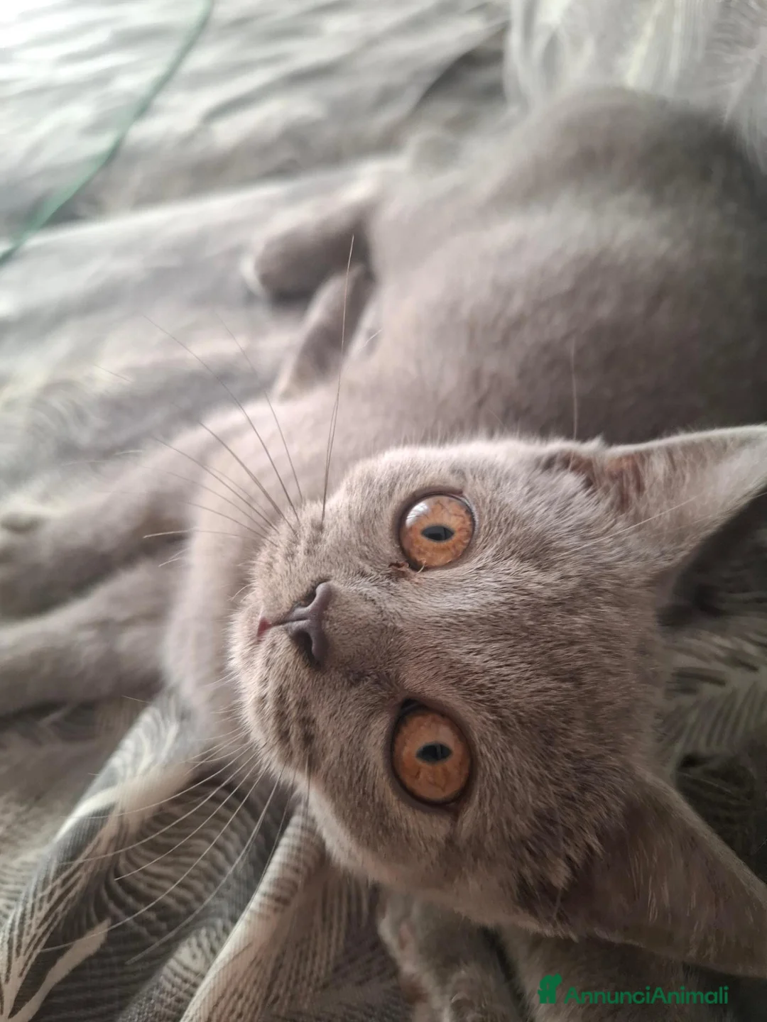British gatti in vendita: Cucciolo British Shorthair  - Annuncio 1