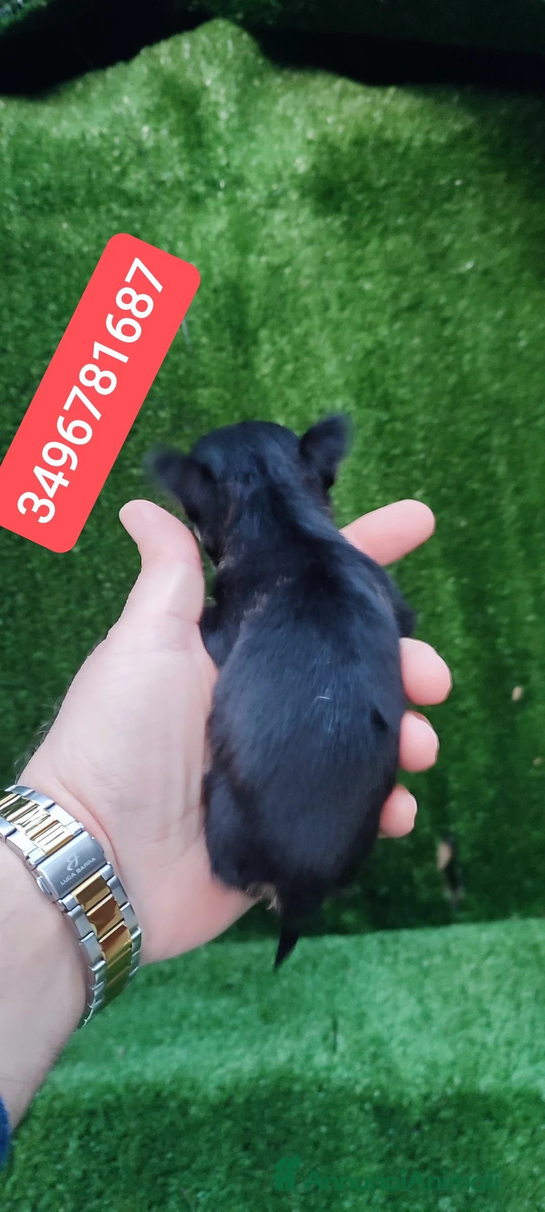 Chihuahua cani in vendita: CHIHUAHUA coccolina stupenda  - Annuncio 3