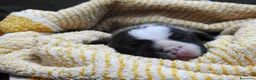 Staffordshire cani in vendita: Staffordshire bull terrier staffy a Provincia di Frosinone - Annuncio 13