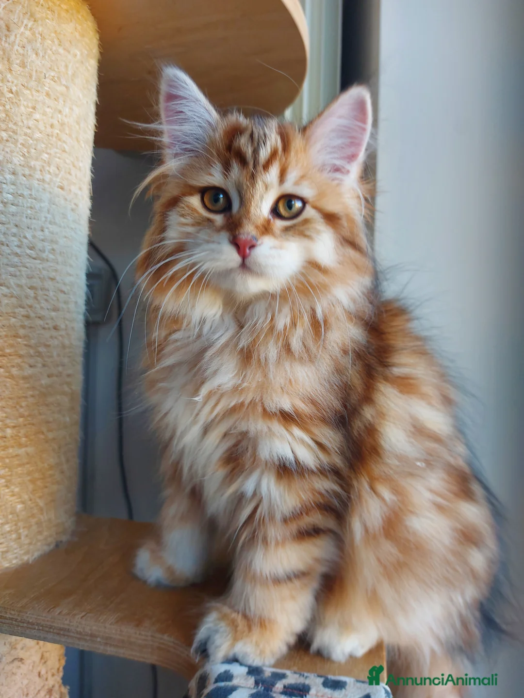 Siberiano gatti in vendita: Cuccioli di gatto Siberiano Certificati  - Annuncio 7