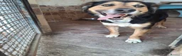 Meticcio cani in regalo: Gigio: 2 anni, socievole, equilibrato - Annuncio 10