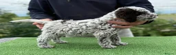 Lagotto cani in vendita: Cuccioli Lagotto altissima genealogia  - Annuncio 5