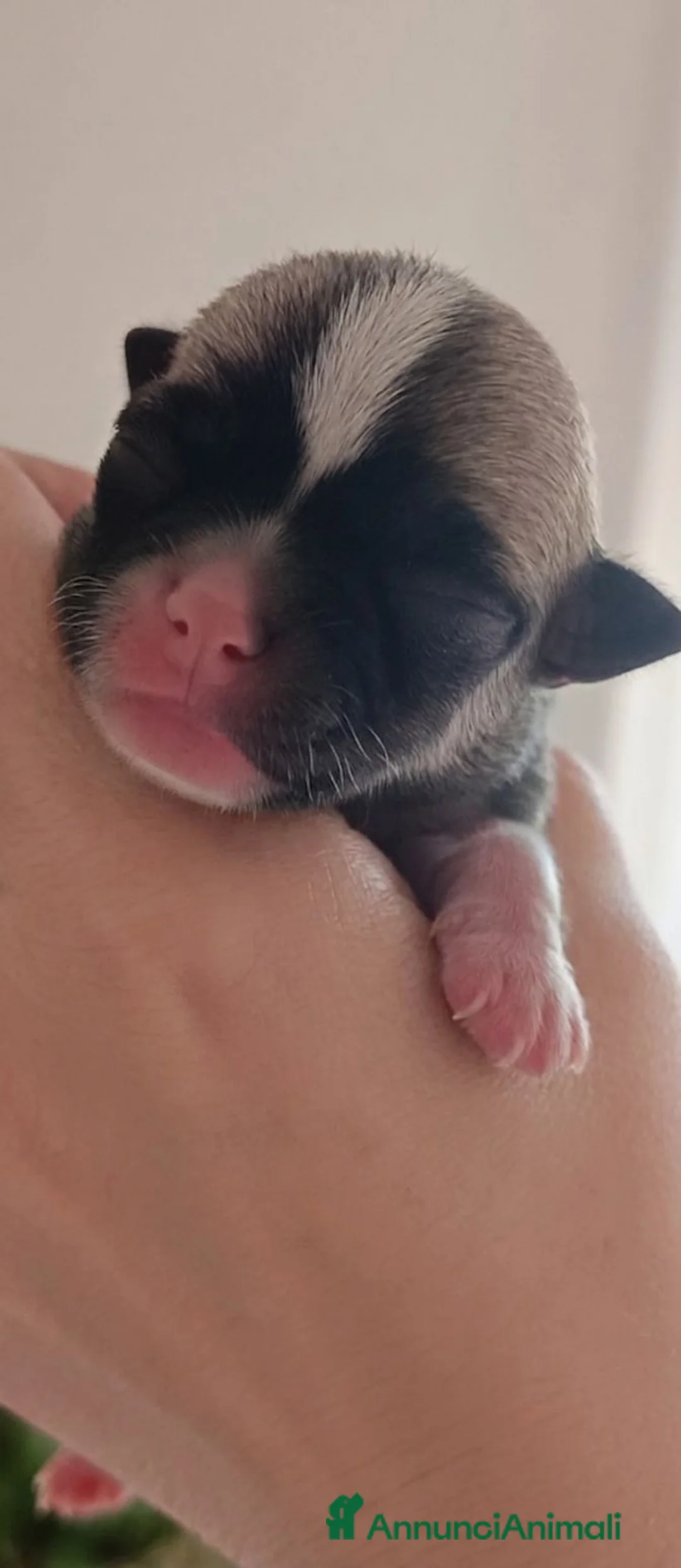 Chihuahua cani in vendita: Chihuahua - Annuncio 2