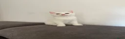 British gatti in vendita: adorabile e meraviglioso gattini  - Annuncio 6