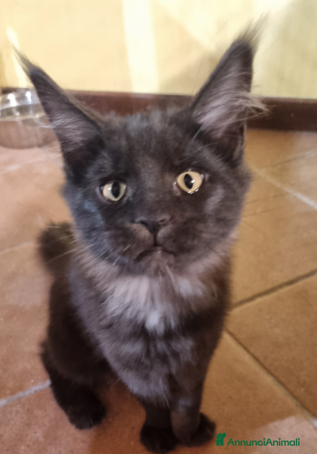 Maine Coon gatti in vendita: TENERISSIMA CUCCIOLA MAINE COON PEDIGREE ANFI - Annuncio 4