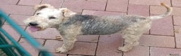 Lakeland Terrier cani in vendita: Lakeland terrier adulti a Province of Pavia - Annuncio 2