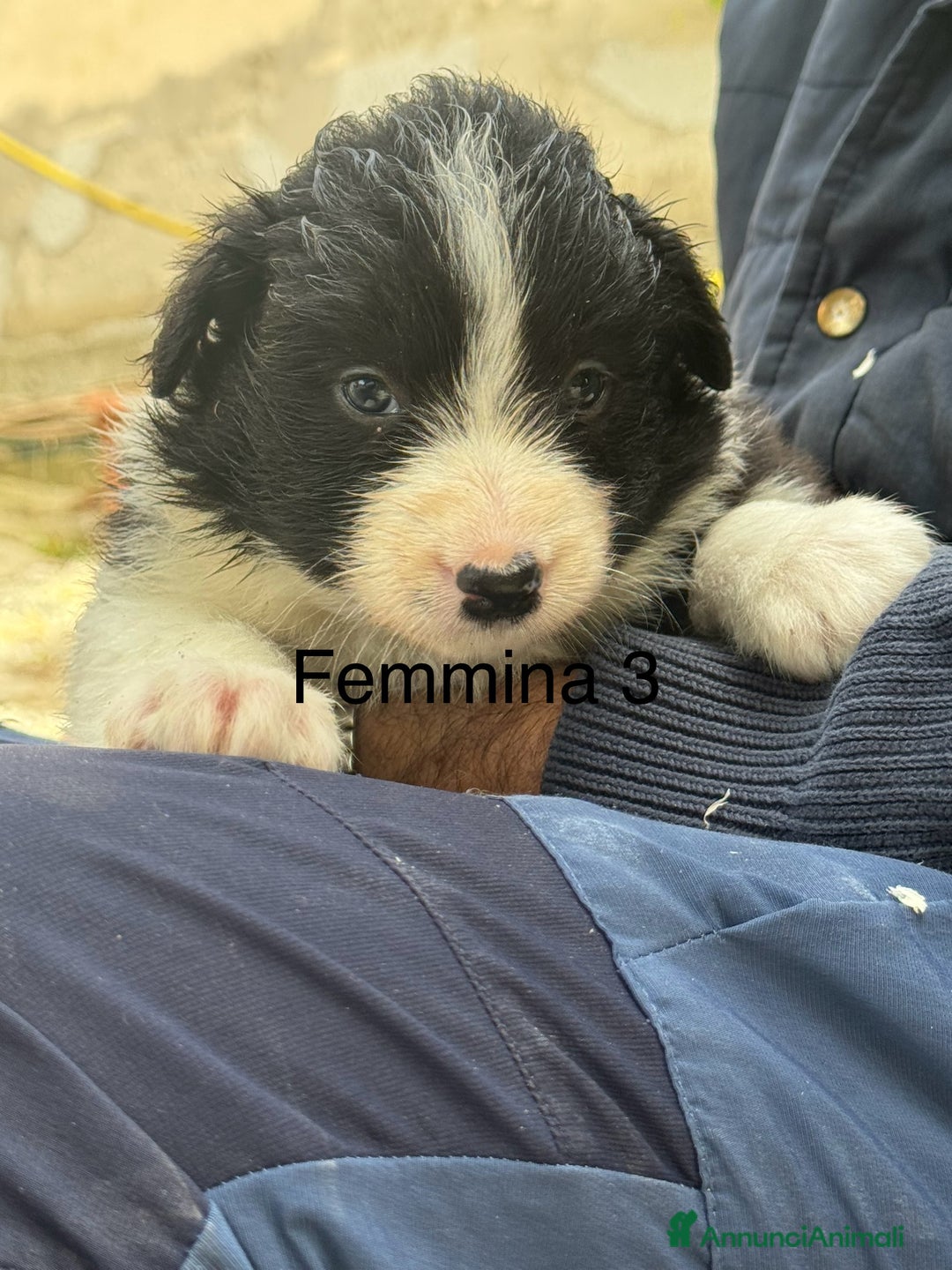 Border Collie cani in vendita: Border Collie con pedigree - Annuncio 2