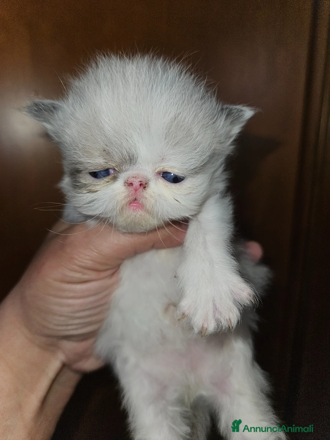 Persiano gatti in vendita: Gatto persiano  - Annuncio 2