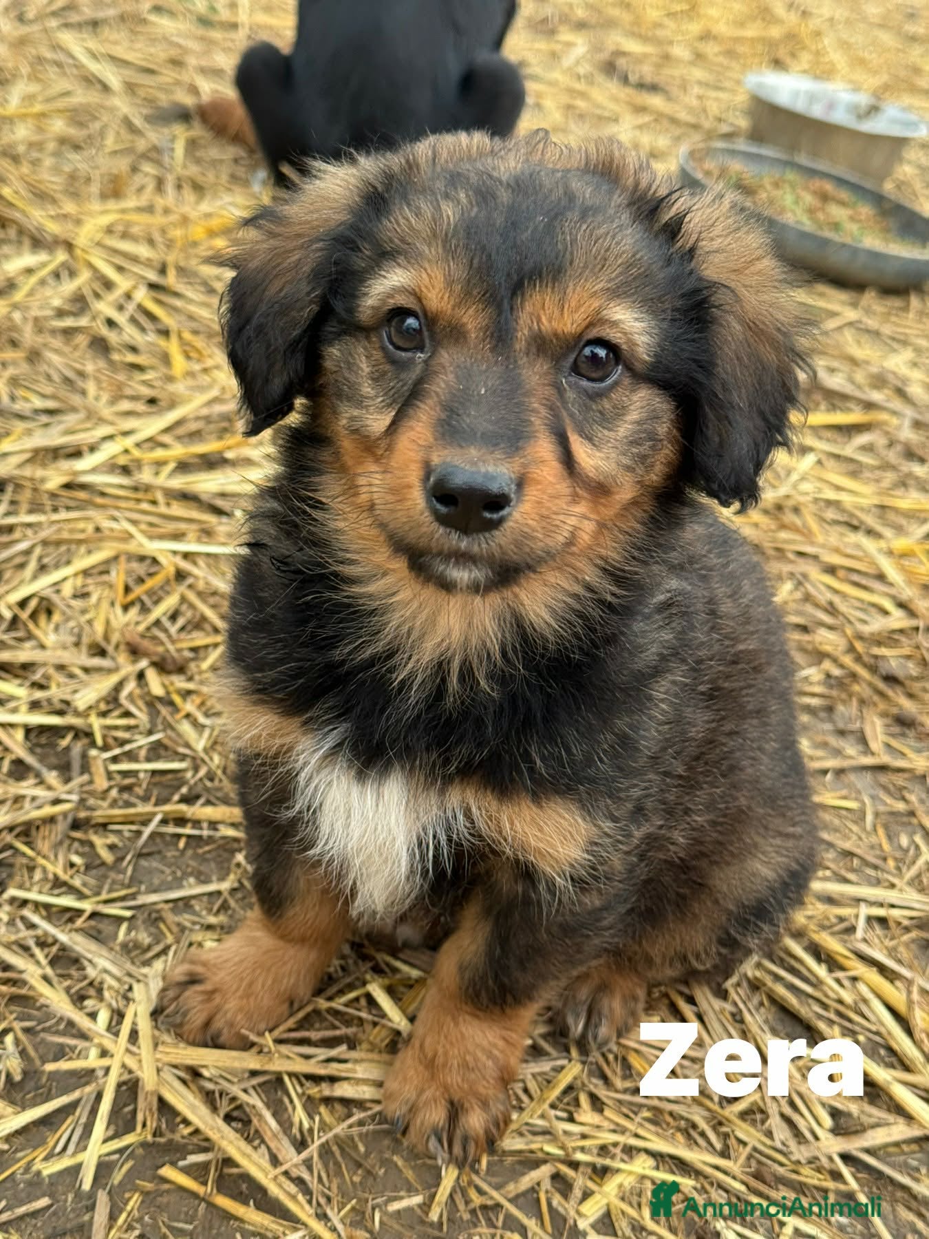 Meticcio cani 4 SPLENDIDI CUCCIOLI cercano casa! Super coccoloni - Annuncio 21