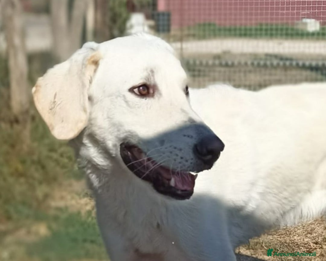 Meticcio cani in regalo: Yuri dolcissimo cane maschio derivato maremmano a Latina - Annuncio 3