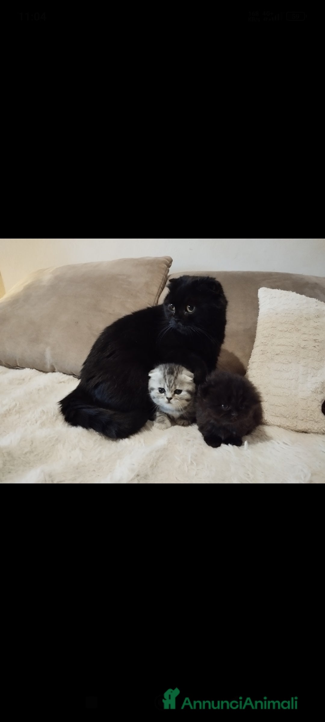 Scottish gatti in vendita: Disponibile scottish fold longhair  - Annuncio 5