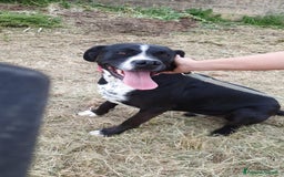Meticcio cani per accoppiamento: LUCA, 2 ANNI a Provincia di Bergamo - Immagine 5