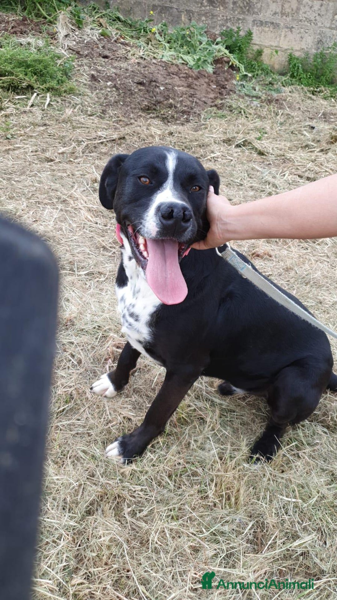 Meticcio cani per accoppiamento: LUCA, 2 ANNI a Provincia di Bergamo - Immagine 5