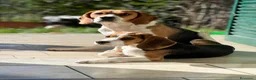 Beagle cani in regalo: Provincia di Alessandria  - Annuncio 2