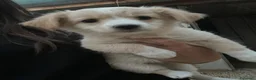Meticcio cani in regalo: LA PICCOLA NINA - Annuncio 4