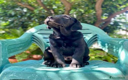 Labrador cani in vendita: Cuccioli di Labrador  a Città Metropolitana di Napoli - Immagine 4