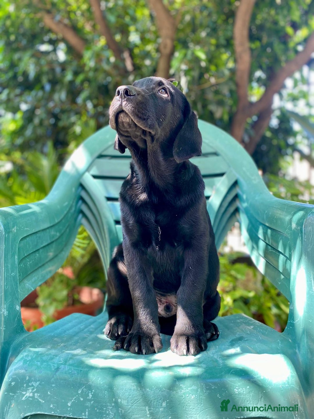 Labrador cani in vendita: Cuccioli di Labrador  a Città Metropolitana di Napoli - Immagine 4