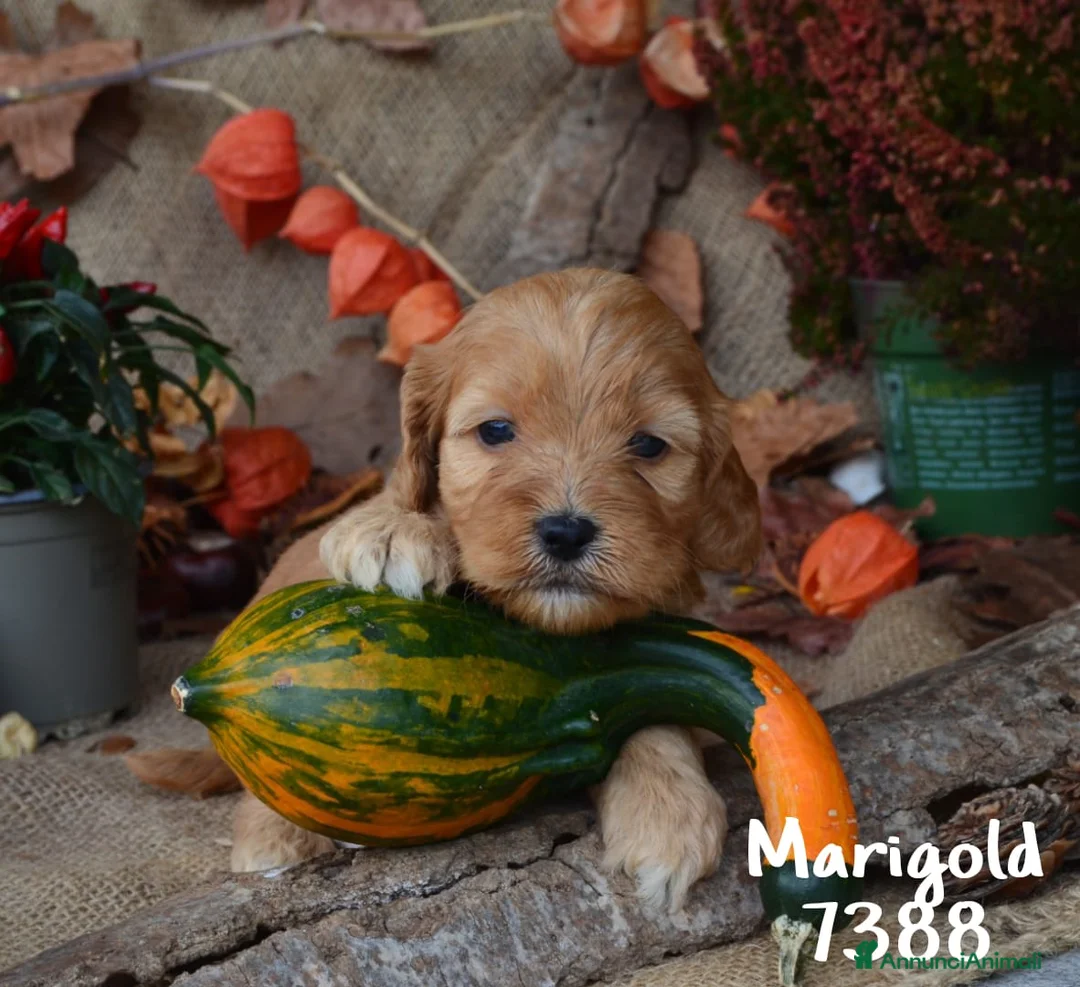 Immagine della galleria {{count}}