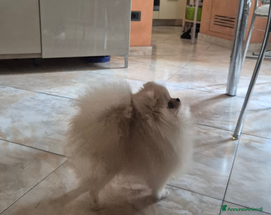 Spitz cani per accoppiamento: Spitz pomerania maschio per monta - Annuncio 3