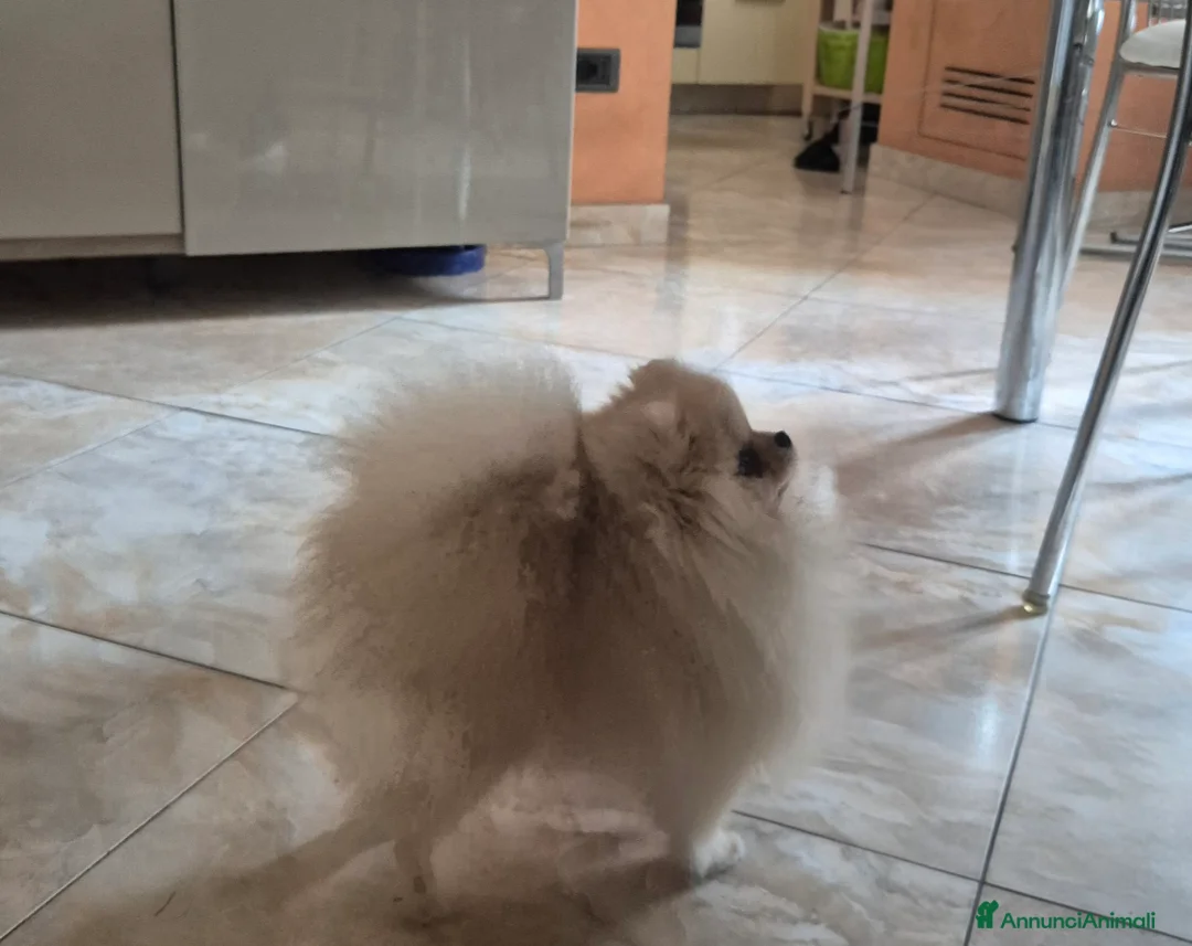 Spitz cani per accoppiamento: Spitz pomerania maschio per monta - Annuncio 3