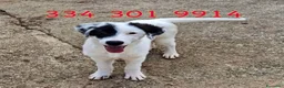 Meticcio cani in regalo: BRIE 🩷 IMPOSSIBILE NON RICONOSCERLA!! 😍 a Provincia di Varese - Annuncio 2
