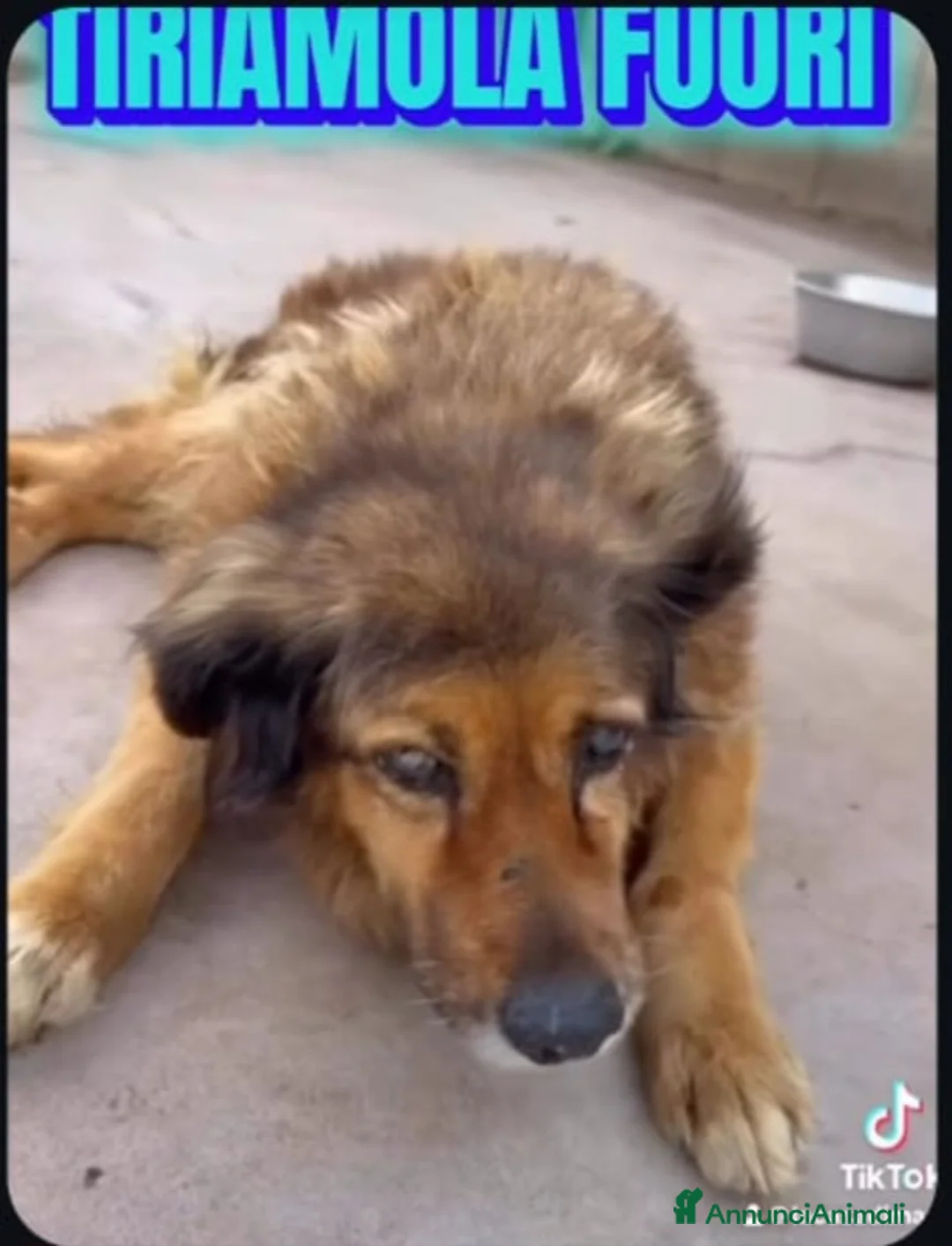 Meticcio cani in regalo: CELESTE 15ANNI TUTTI DI CANILE,CIECA E SORDA!SICIL - Annuncio 3