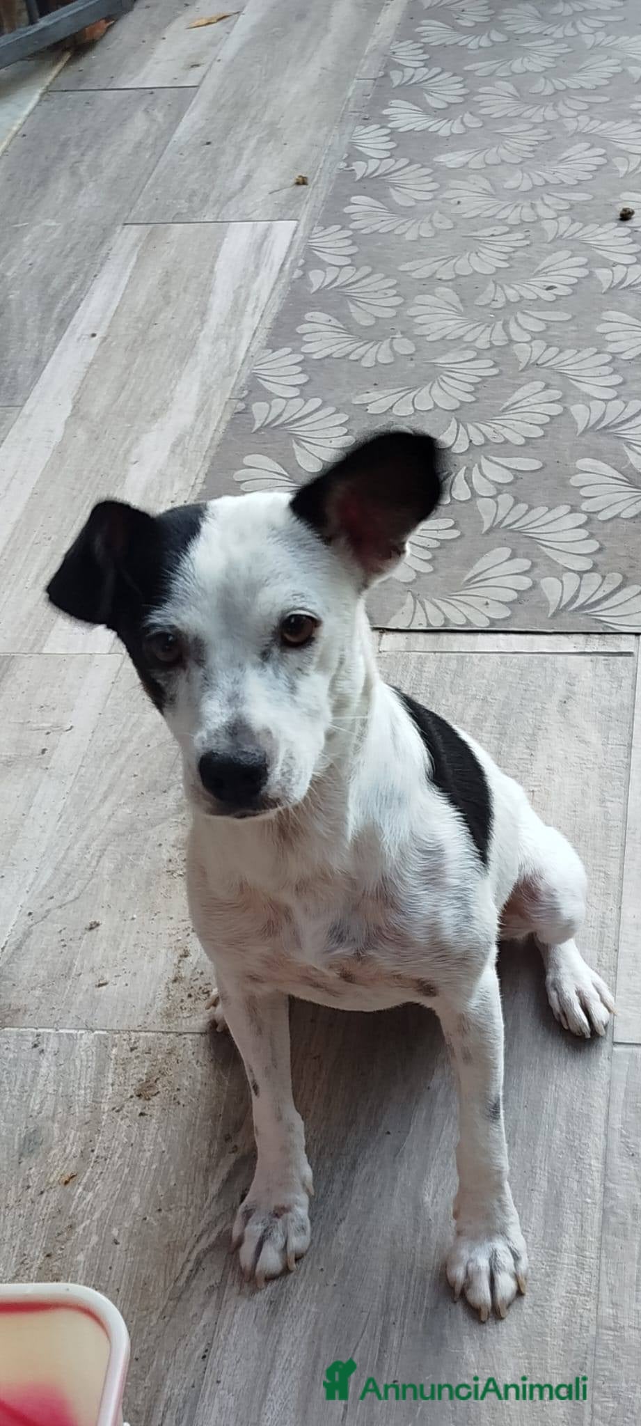 Meticcio cani Macchietta abbandonata su una superstrada - Annuncio 2