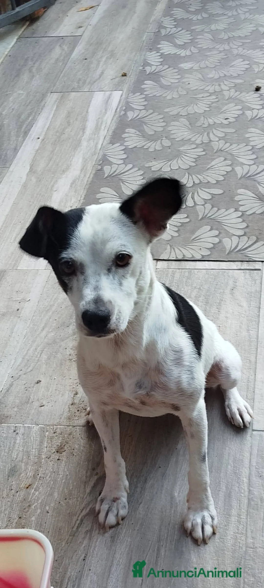 Meticcio cani in regalo: Macchietta abbandonata su una superstrada - Annuncio 2