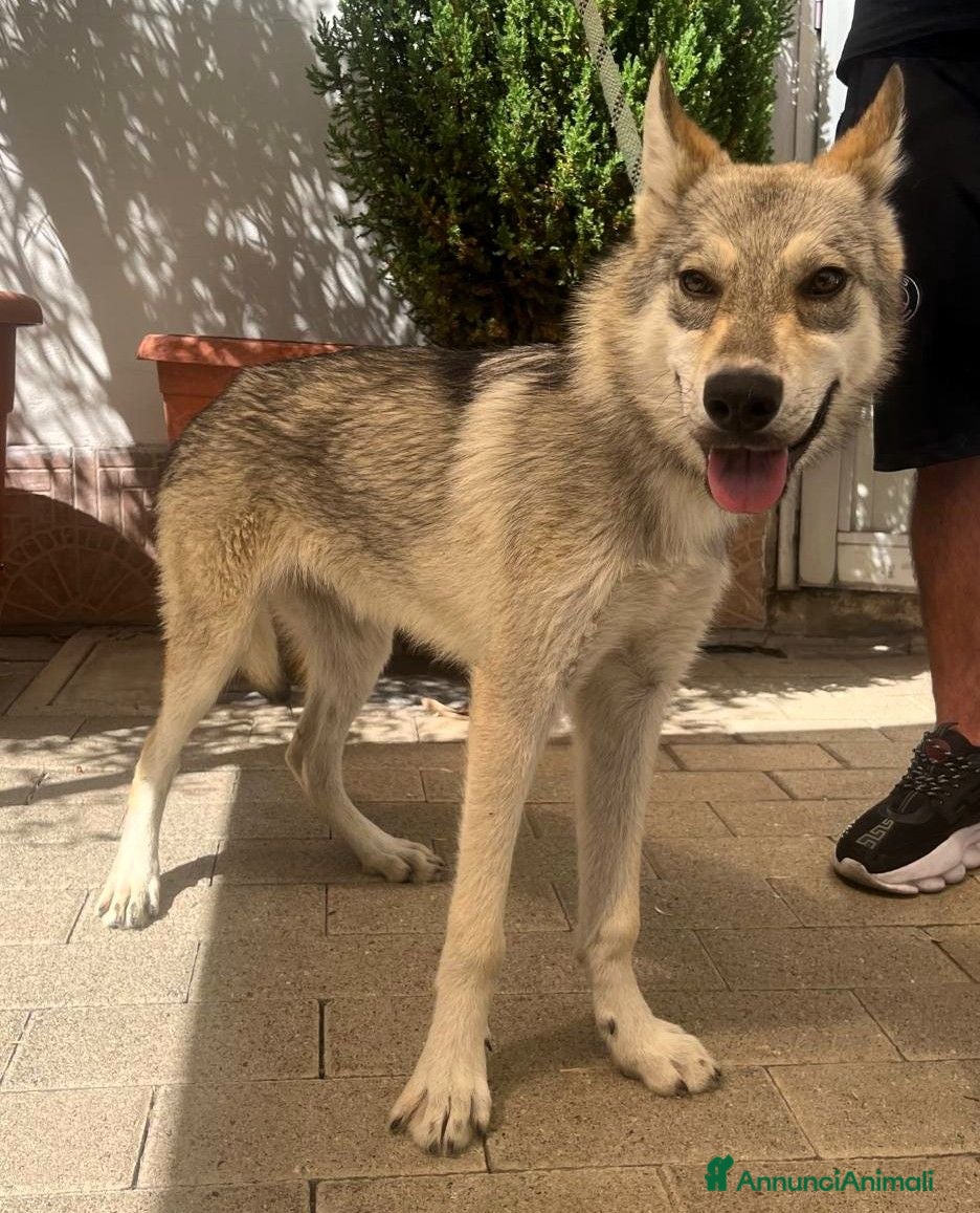 Meticcio cani LUCKY CUCCIOLO CLC - Annuncio 5