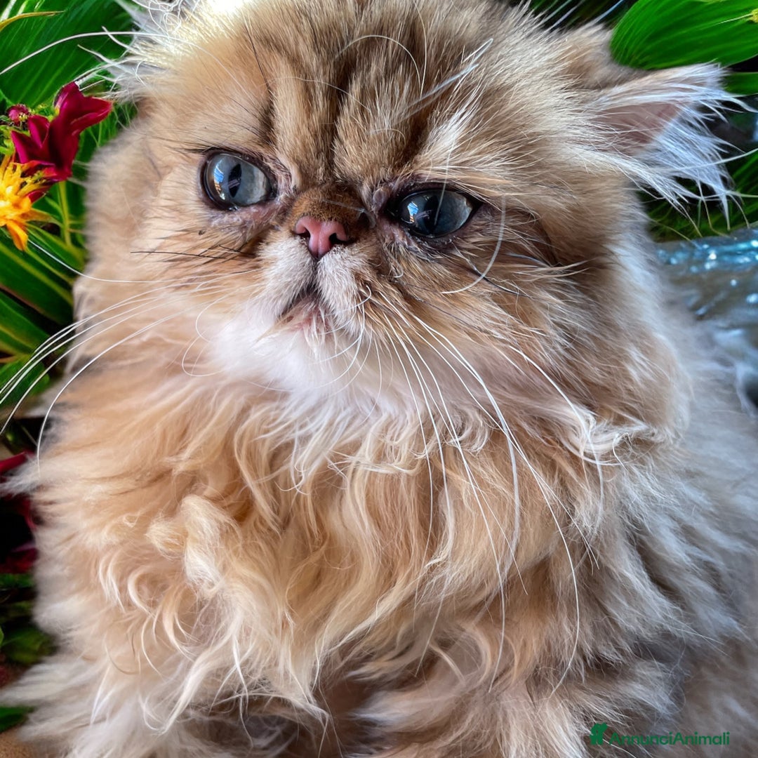 Persiano gatti in vendita: gatta persiana golden shaded di alta genealogia a Città Metropolitana di Bologna - Immagine 7