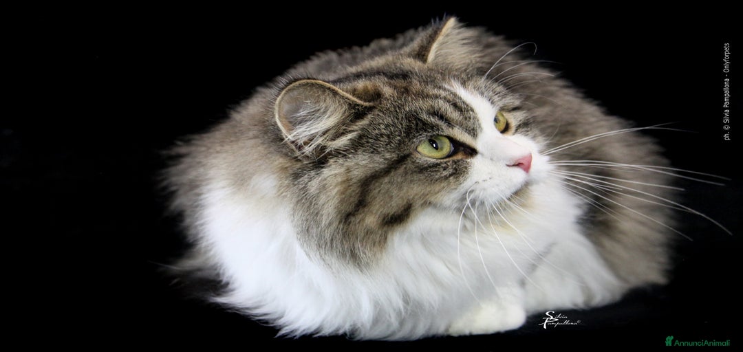 Immagine della galleria {{count}}