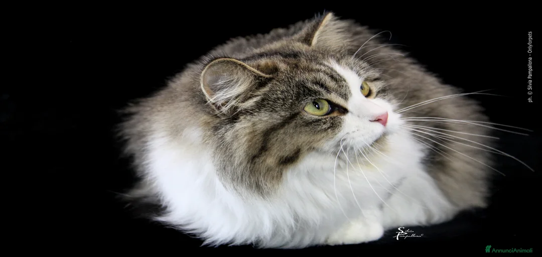 Immagine della galleria {{count}}