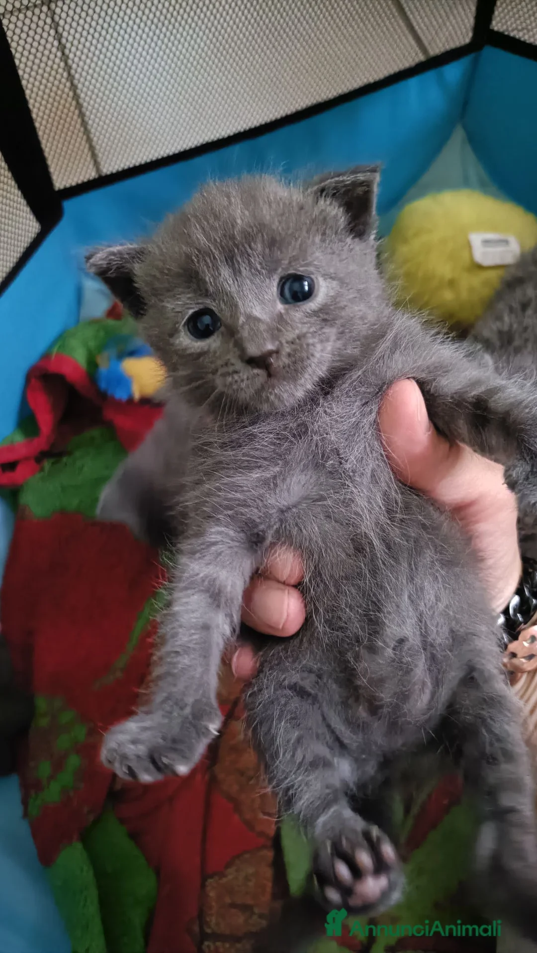 Certosino gatti in vendita: CUCCIOLI DI CERTOSINO PURISSIMI  - Annuncio 2