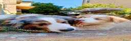 Australian Shepherd cani in vendita: cuccioli di pastore Australiano con pedigree ENCI - Annuncio 14