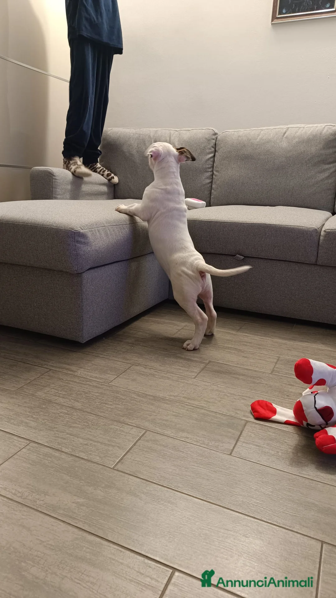 Bull Terrier cani in vendita: Bull terrier - Annuncio 6