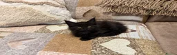 Maine Coon gatti in vendita: Maine coon con pedigree  a Provincia di Lecco - Annuncio 7