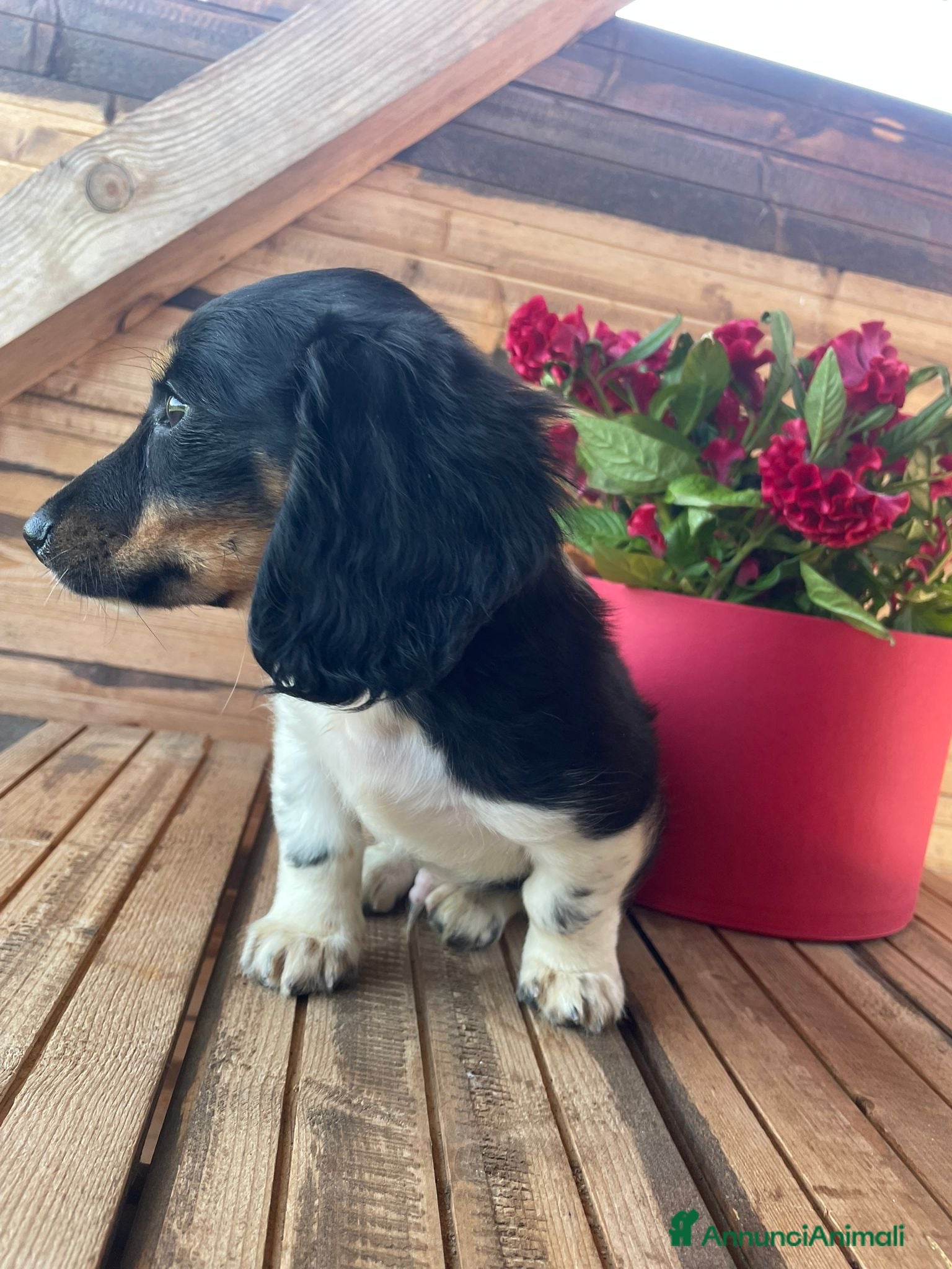 Bassotto cani Bassotti a pelo lungo - Annuncio 1