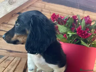 Bassotto cani Bassotti a pelo lungo - Annuncio 1