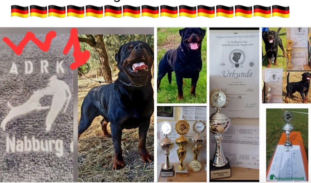 Rottweiler cani in vendita: Disponibili cuccioli Rottweiler  - Annuncio 24