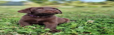 Labrador Cucciolo 4